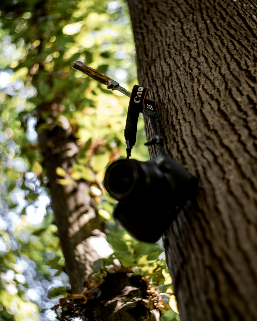 Schwarze Kamera hängt tagsüber an einem braunen Baum