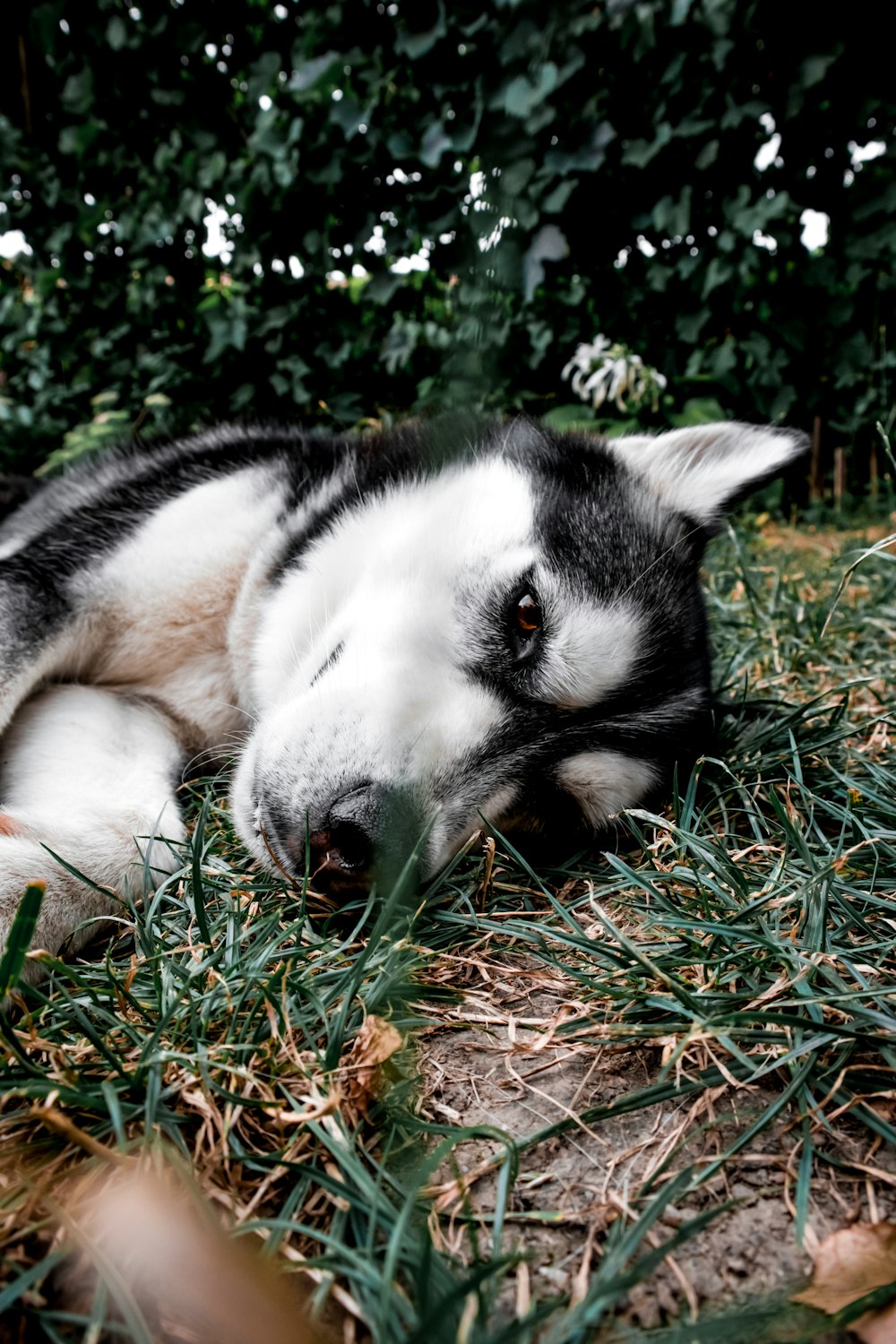 black and white siberian husky puppy lying on brown grass