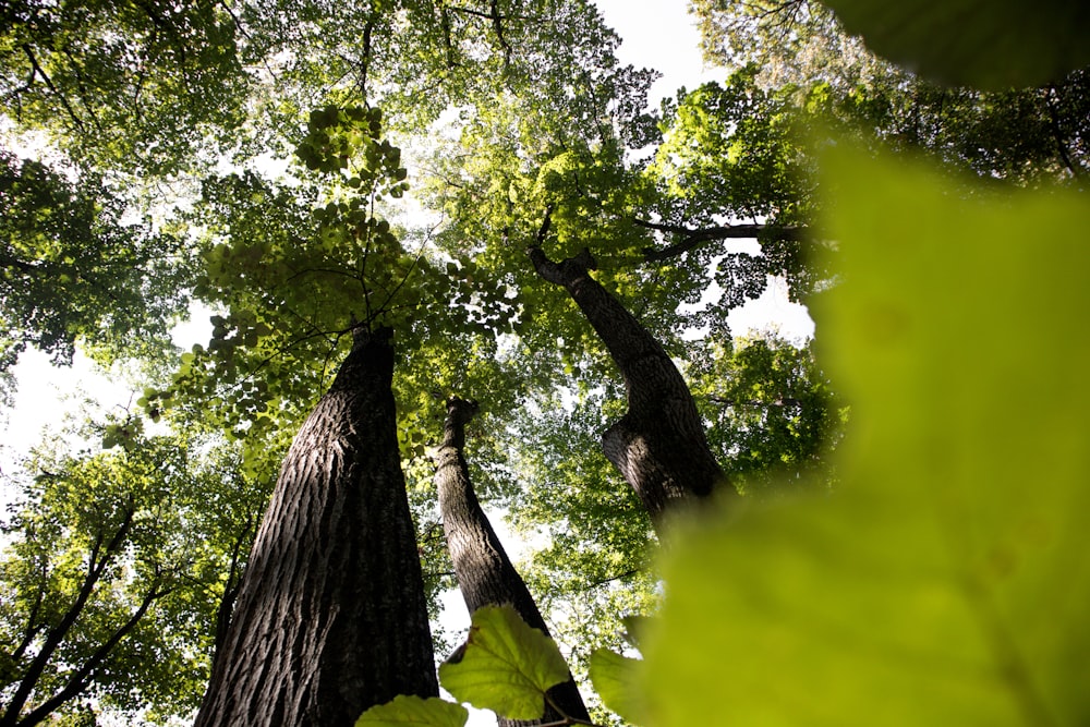 fotografia de baixo ângulo da árvore da folha verde durante o dia