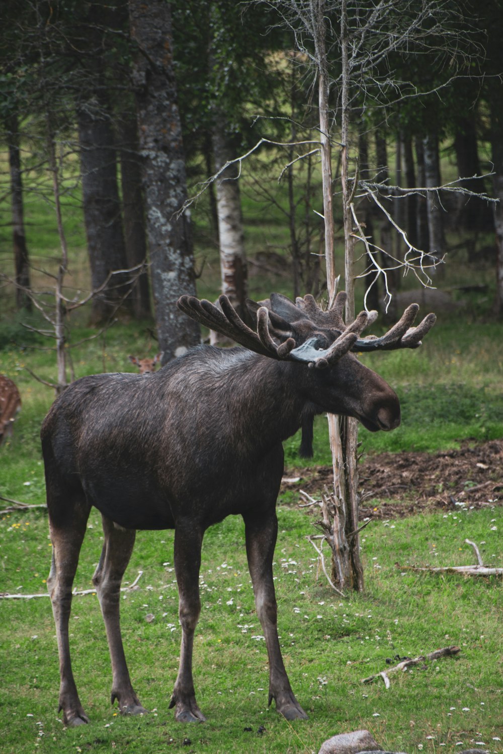 Alce negro en un campo de hierba verde durante el día