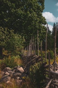 A rustic wooden fence runs diagonally through a lush landscape filled with greenery. The fence is made of roughly hewn logs and is interspersed with stones at its base. Tall, vibrant trees provide a dense canopy in the background, while ferns and grass decorate the foreground, creating a serene and natural setting.
