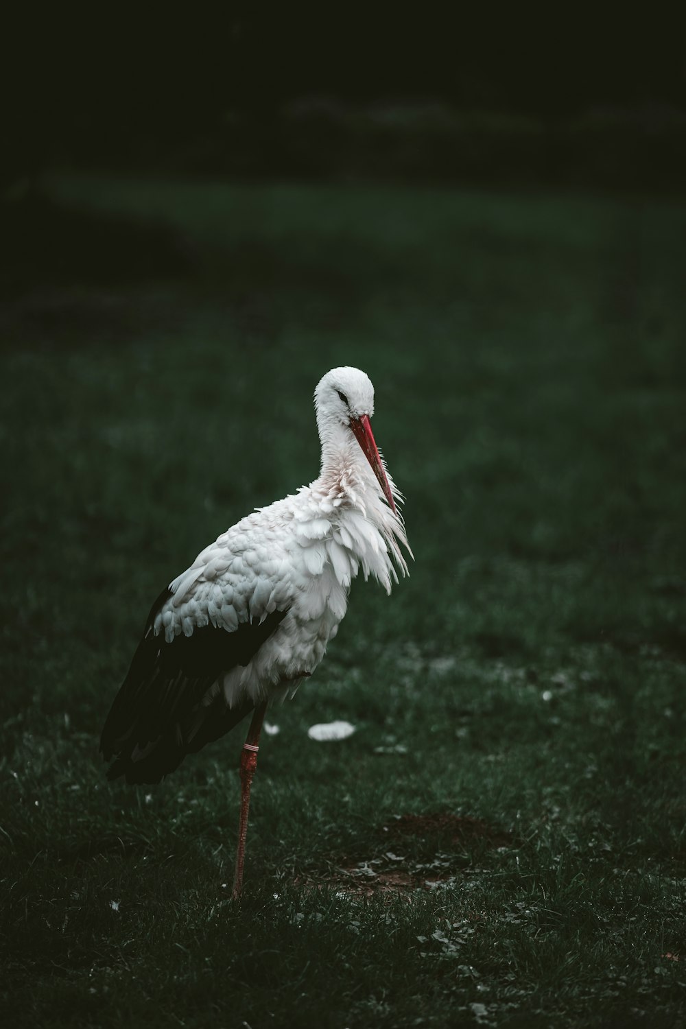 white stork on green moss