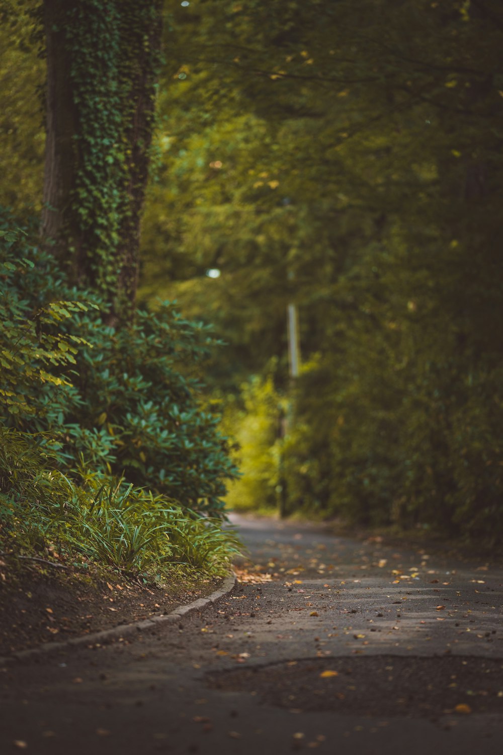 brown dirt road between green trees during daytime