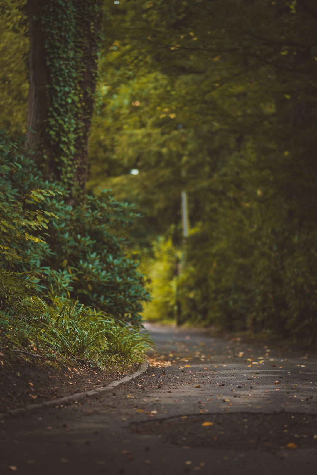 brown dirt road between green trees during daytime