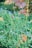 A lush garden bed filled with a variety of green plants and small flowers. Pink flowers stand out among the greenery, surrounded by delicate blue blossoms. Tall grass-like plants add height and texture to the scene, while the backdrop of blurred foliage hints at a garden setting.