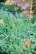 A lush garden bed filled with a variety of green plants and small flowers. Pink flowers stand out among the greenery, surrounded by delicate blue blossoms. Tall grass-like plants add height and texture to the scene, while the backdrop of blurred foliage hints at a garden setting.