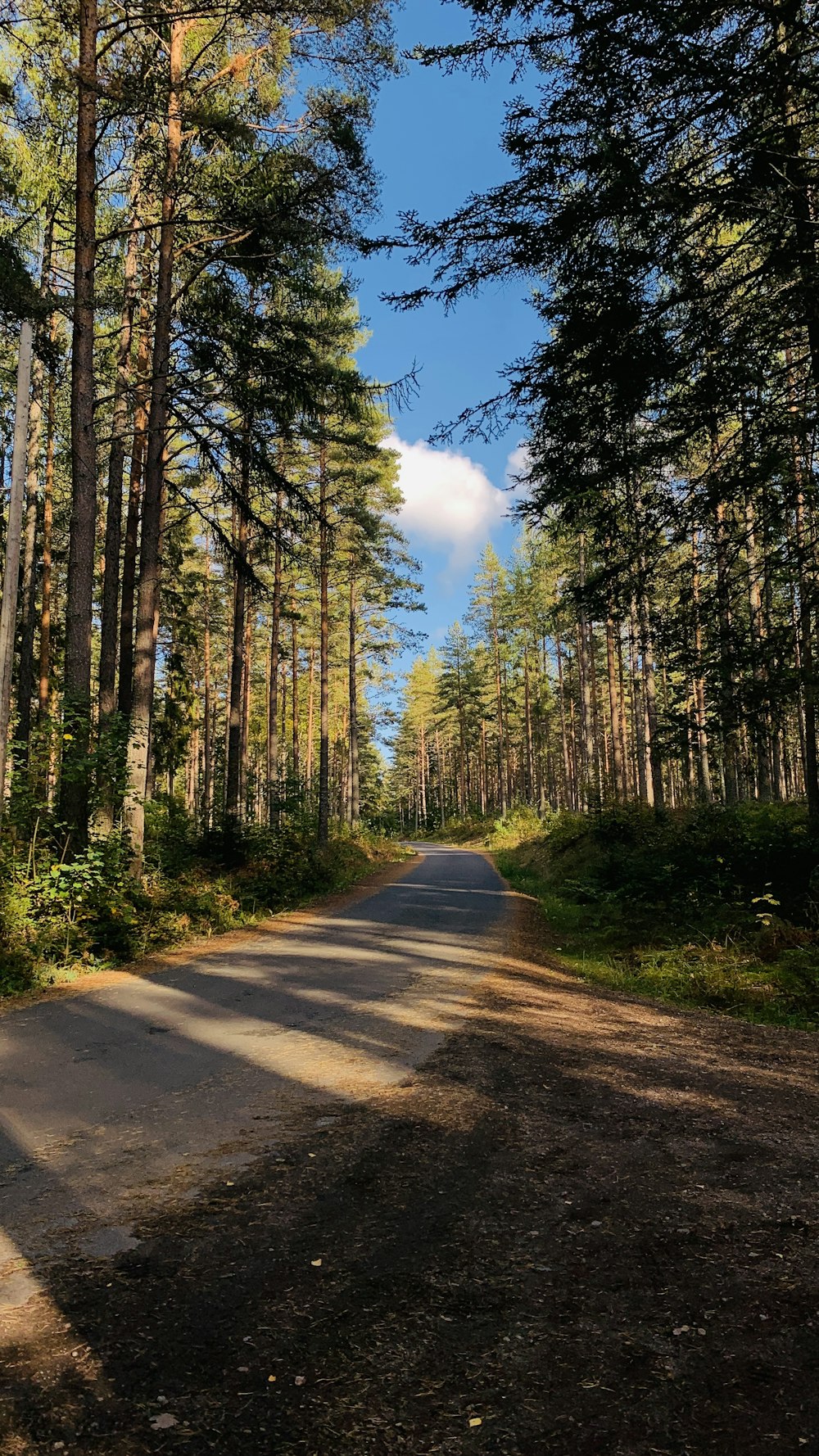 gray concrete road between green trees during daytime