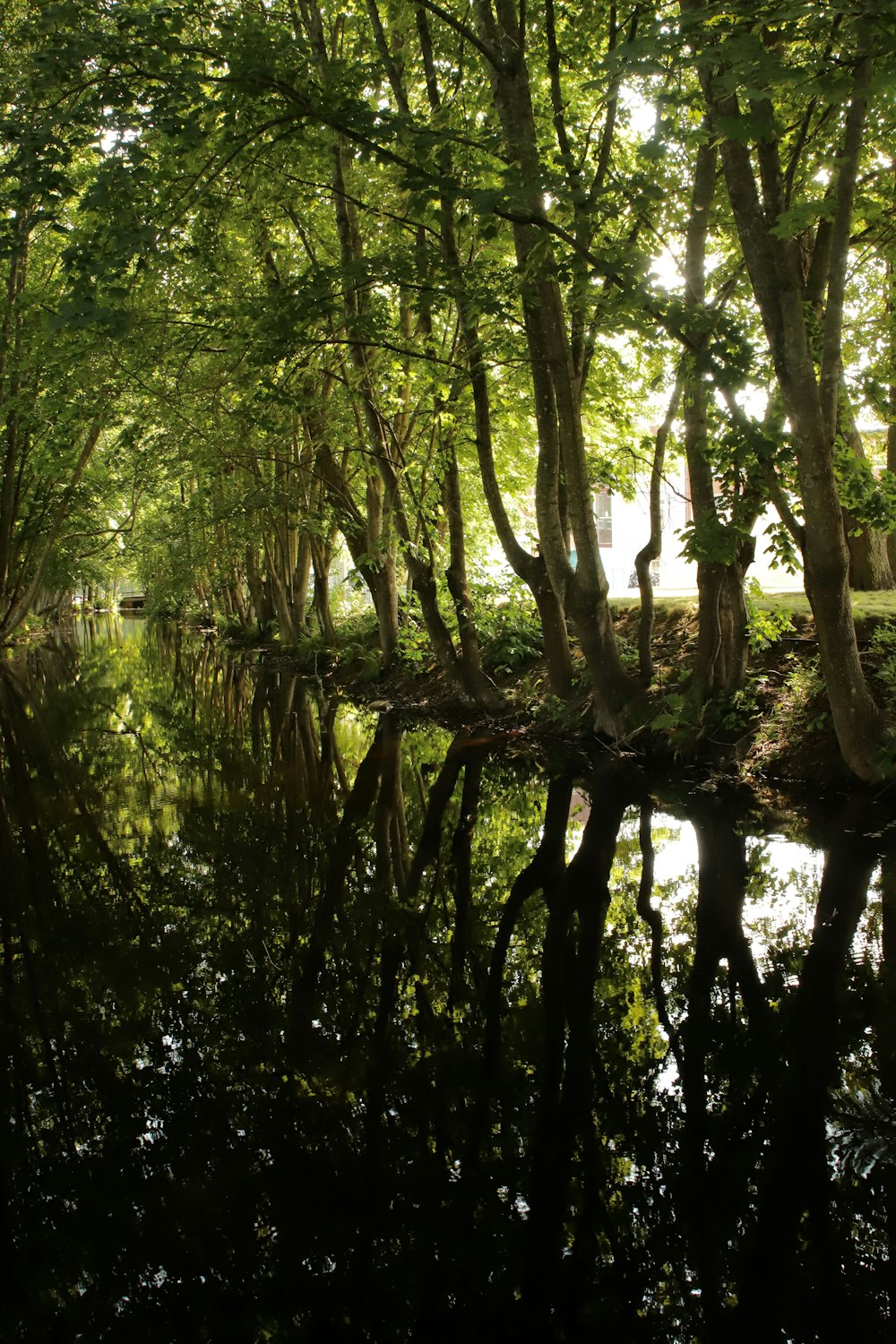 green trees near body of water during daytime