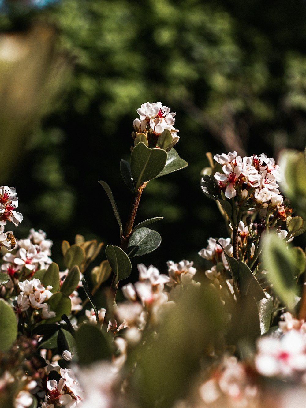 rosa und weiße Blumen in der Tilt Shift-Linse