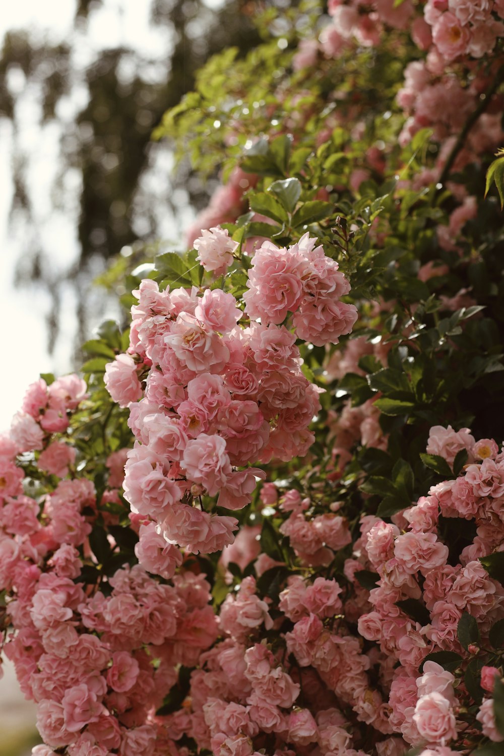 pink flowers in tilt shift lens