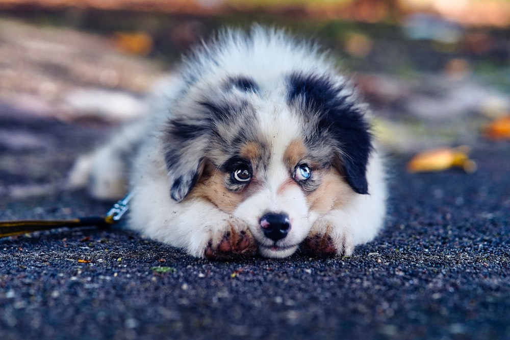 white black and brown long coated dog lying on ground