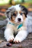 white and brown long coated dog