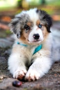 white and brown long coated dog