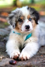 white and brown long coated dog