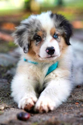 white and brown long coated dog