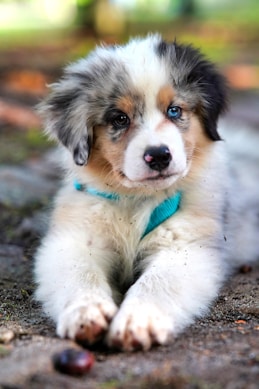 white and brown long coated dog