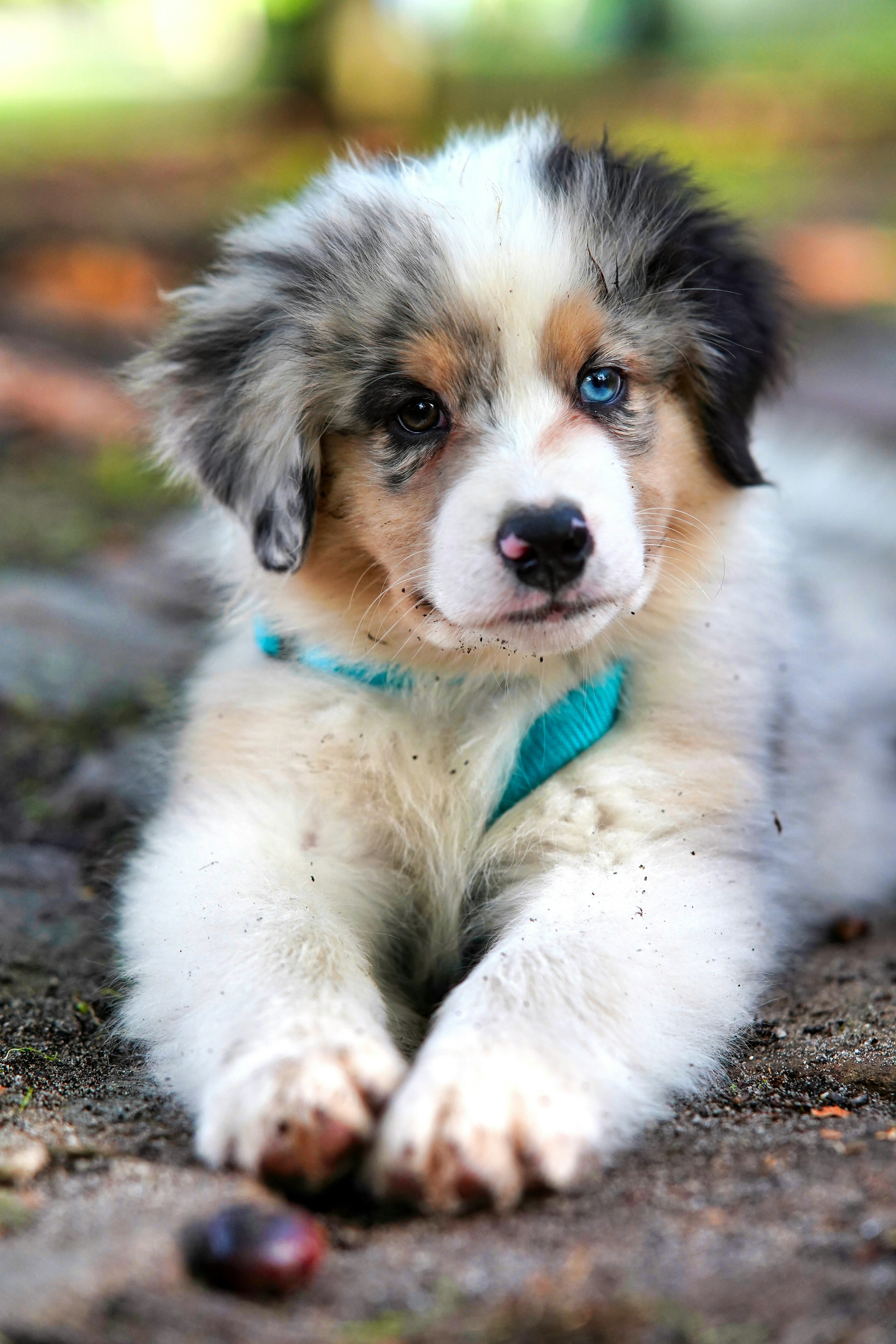 Choosing the Perfect Puppy: Key Considerations for Potential Owners