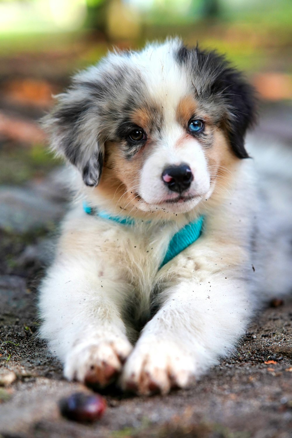 white and brown long coated dog