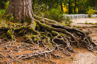 brown tree trunk with green moss