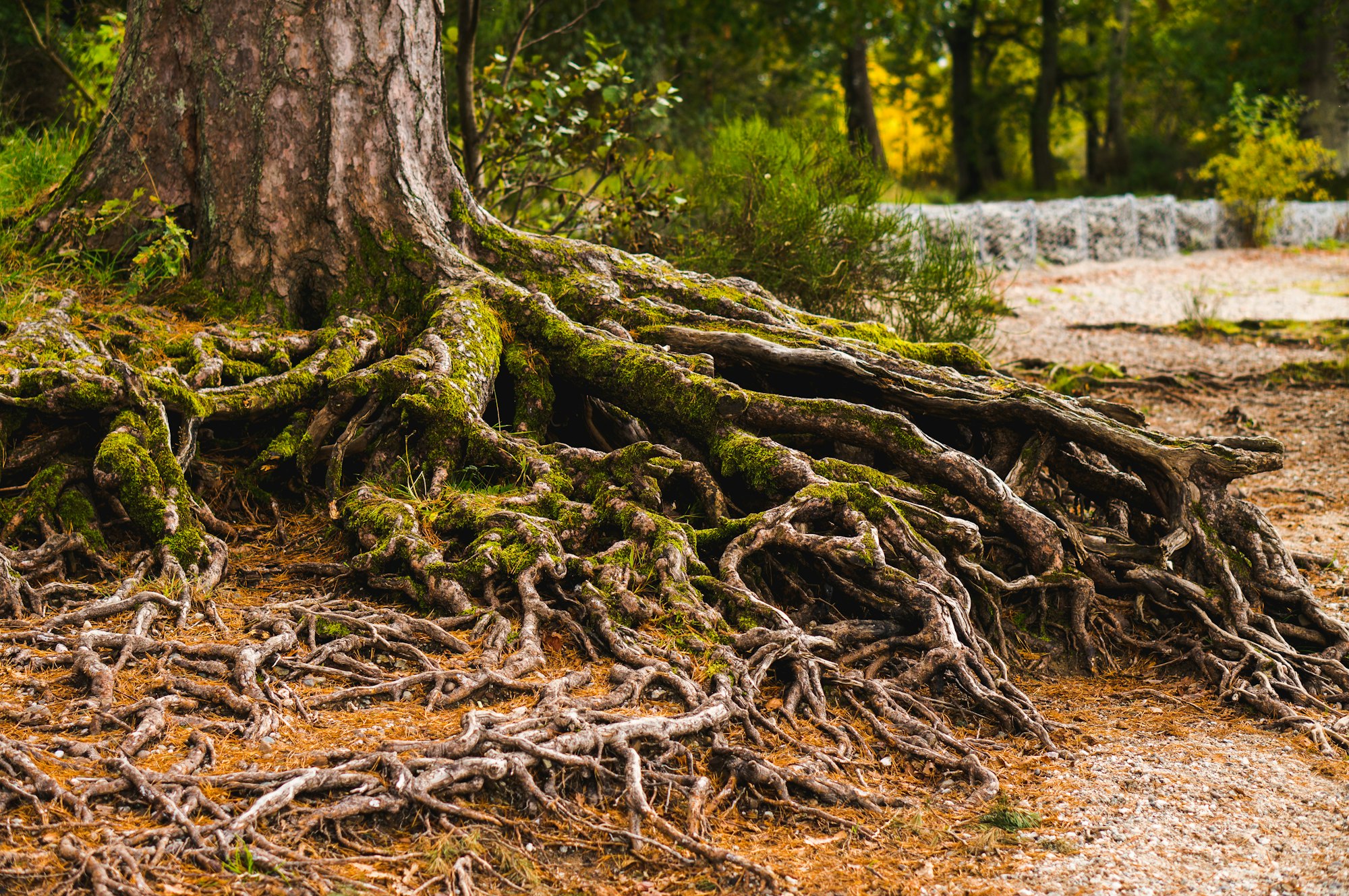 Exposed tree roots