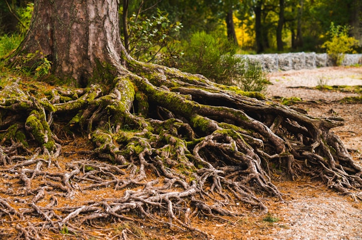 Keeper of the Cedar Oak