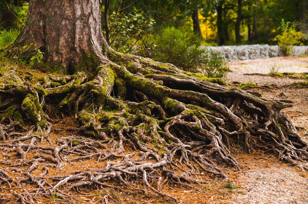 brown tree trunk with green moss