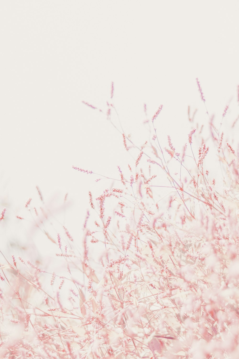 30,000+ Pastel Pink Pictures | Download Free Images on Unsplash