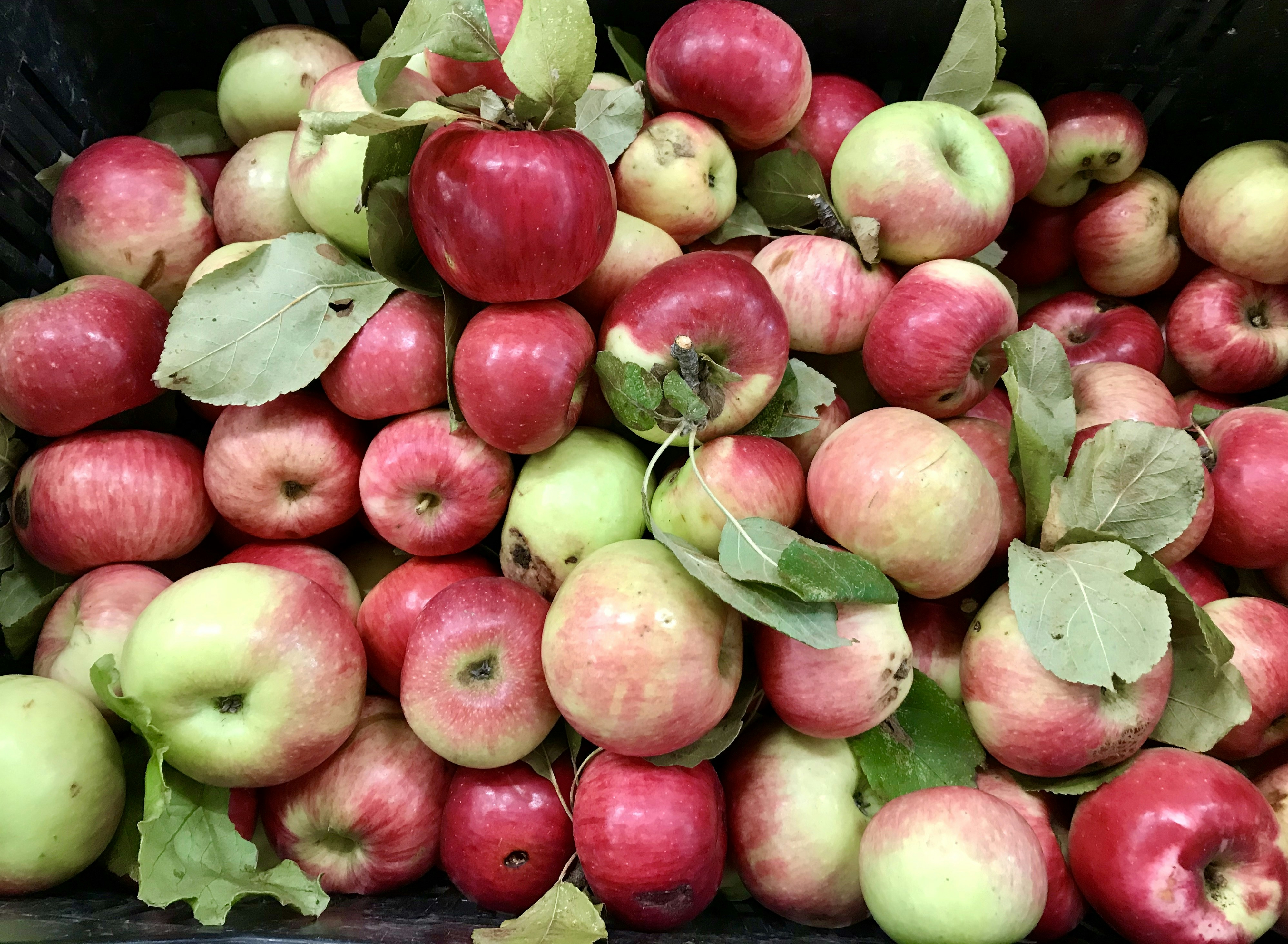 Photo by alicecheshire