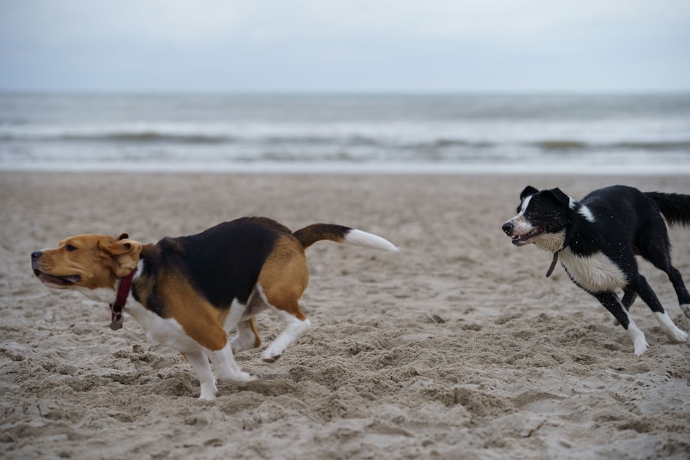 Chien à poil court noir, blanc et brun courant sur du sable blanc pendant la journée