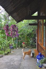 A peaceful garden area adjacent to a wooden house features a large hanging cluster of vibrant purple flowers. A brown dog and a cat are seen near each other on the concrete patio, surrounded by various green potted plants. The eaves of the house provide shade, and a blue water container is visible in the corner, adding to the outdoor ambience.