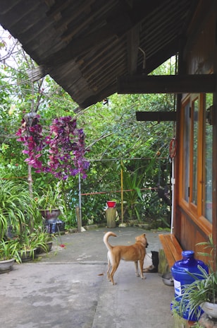 A peaceful garden area adjacent to a wooden house features a large hanging cluster of vibrant purple flowers. A brown dog and a cat are seen near each other on the concrete patio, surrounded by various green potted plants. The eaves of the house provide shade, and a blue water container is visible in the corner, adding to the outdoor ambience.