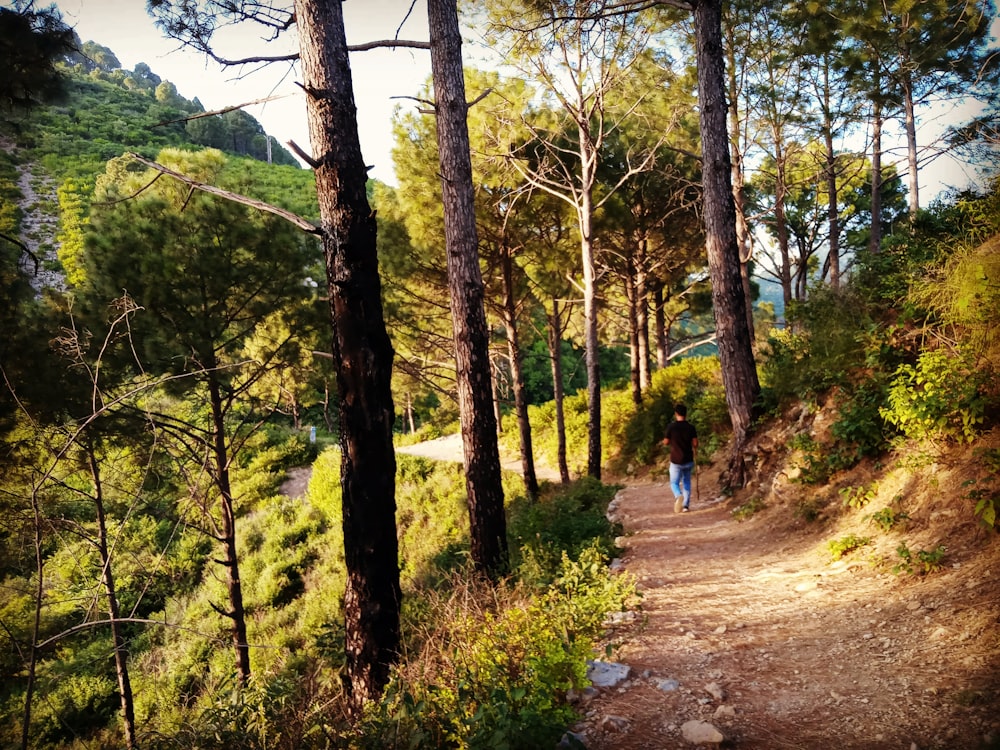 person in blue shirt walking on pathway between green trees during daytime