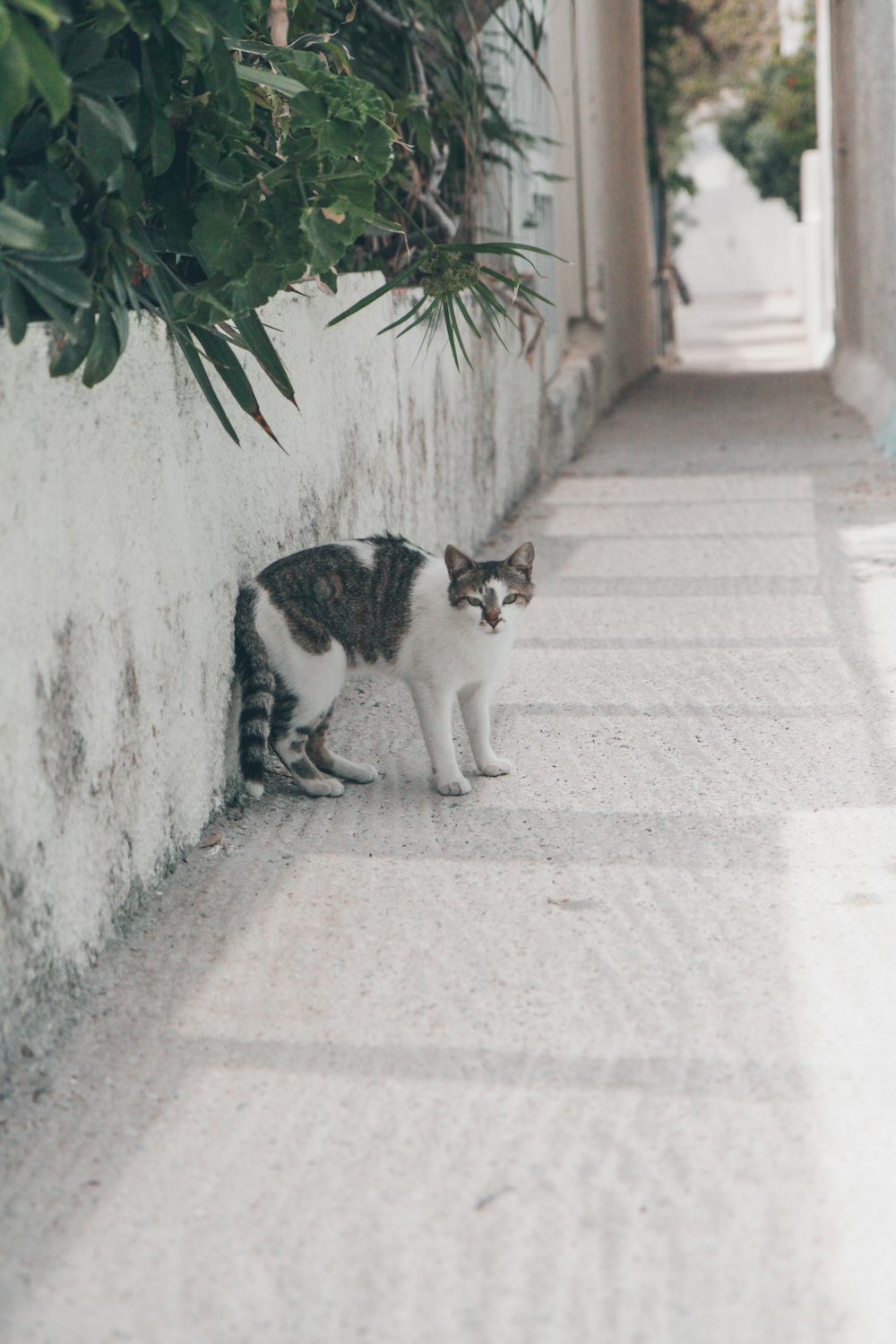 black and white cat on gray concrete floor