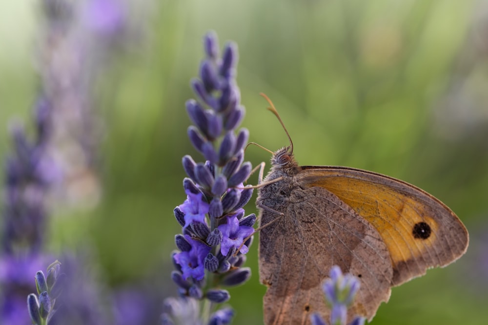 farfalla marrone appollaiata su fiore viola in primo piano fotografia durante il giorno