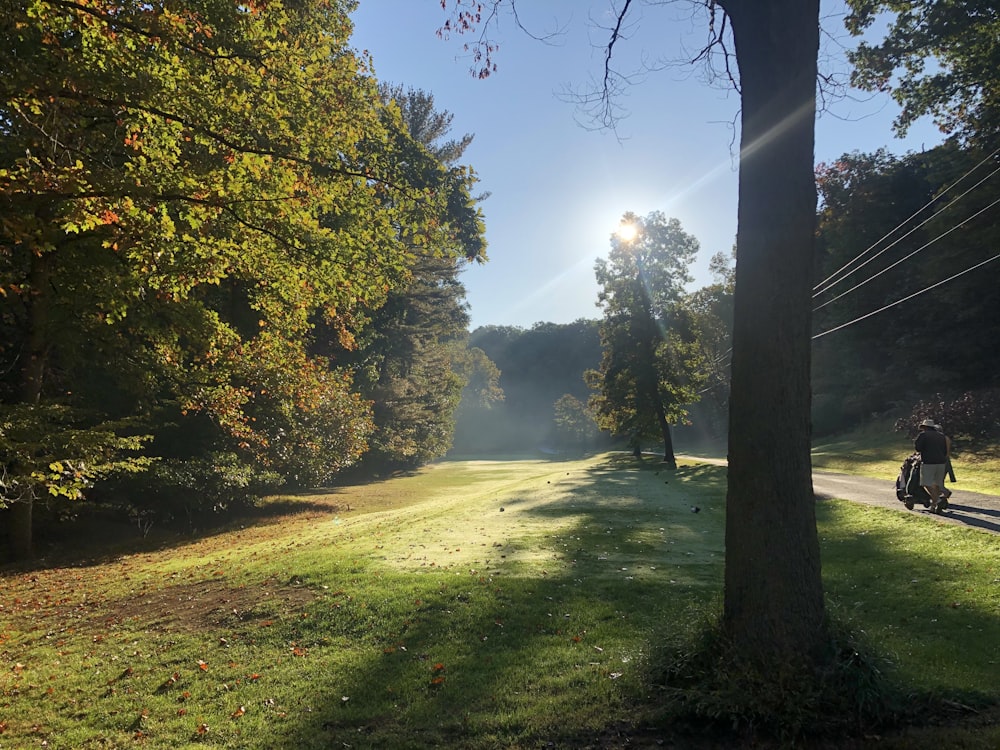 green grass field with trees during daytime