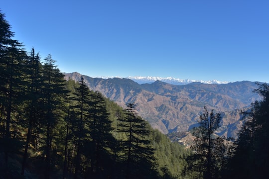 green trees on mountain under blue sky during daytime in Kufri India