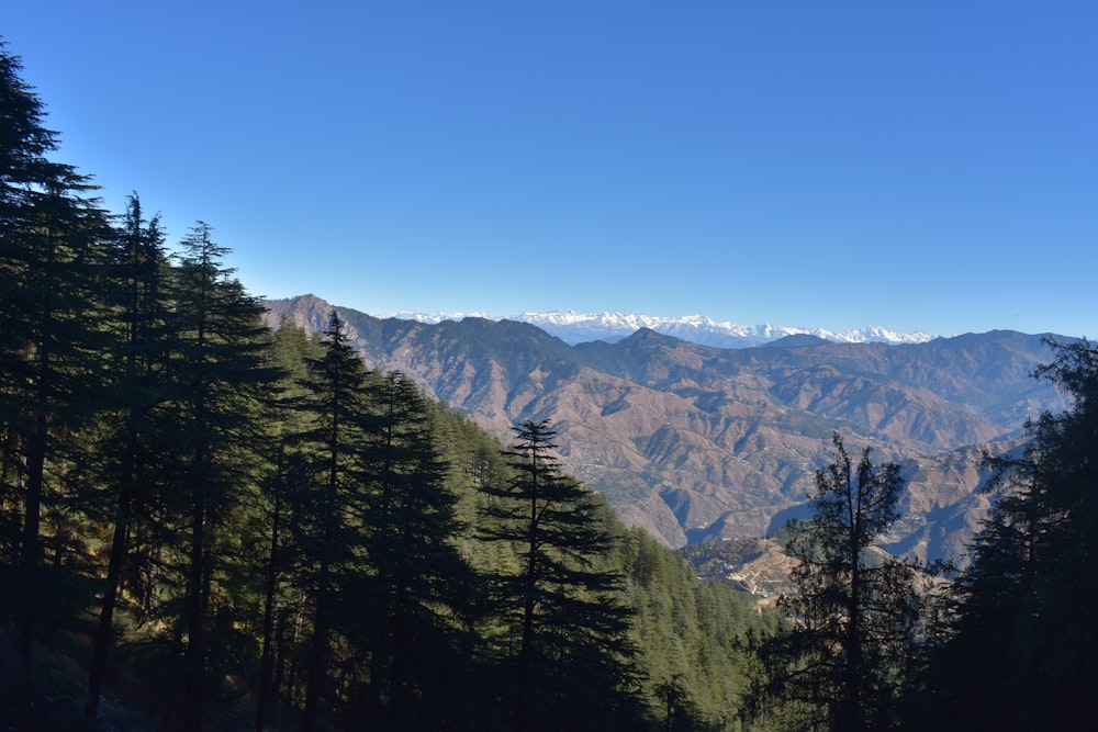 green trees on mountain under blue sky during daytime