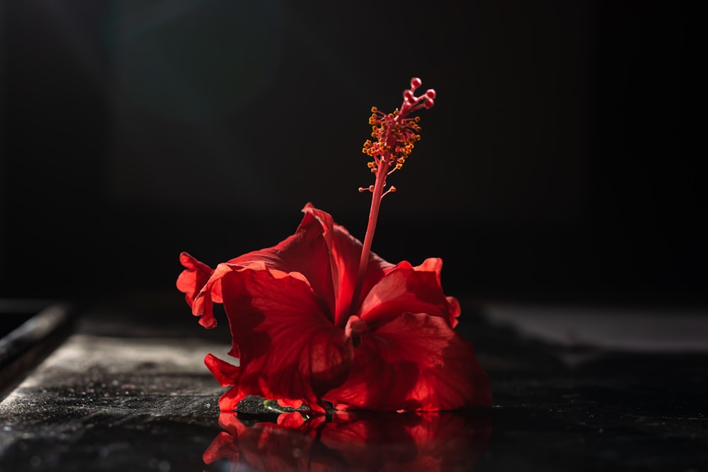 red flower on black surface