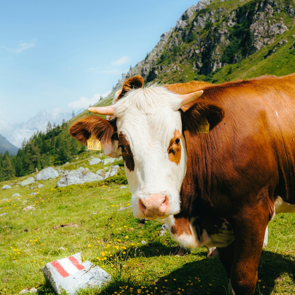 Vaca marrón y blanca en campo de hierba verde bajo cielo azul durante el día