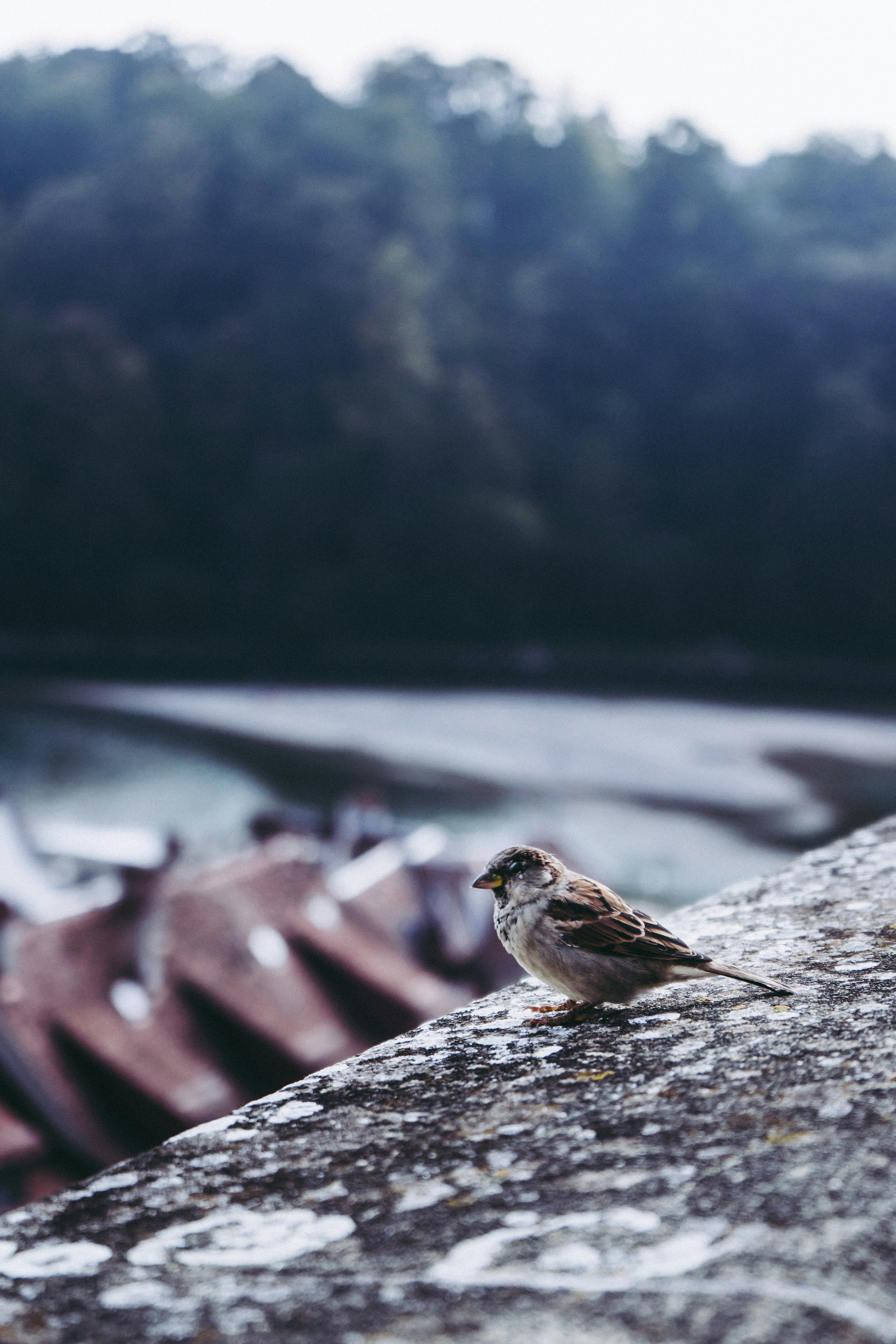 Photo by virussinside