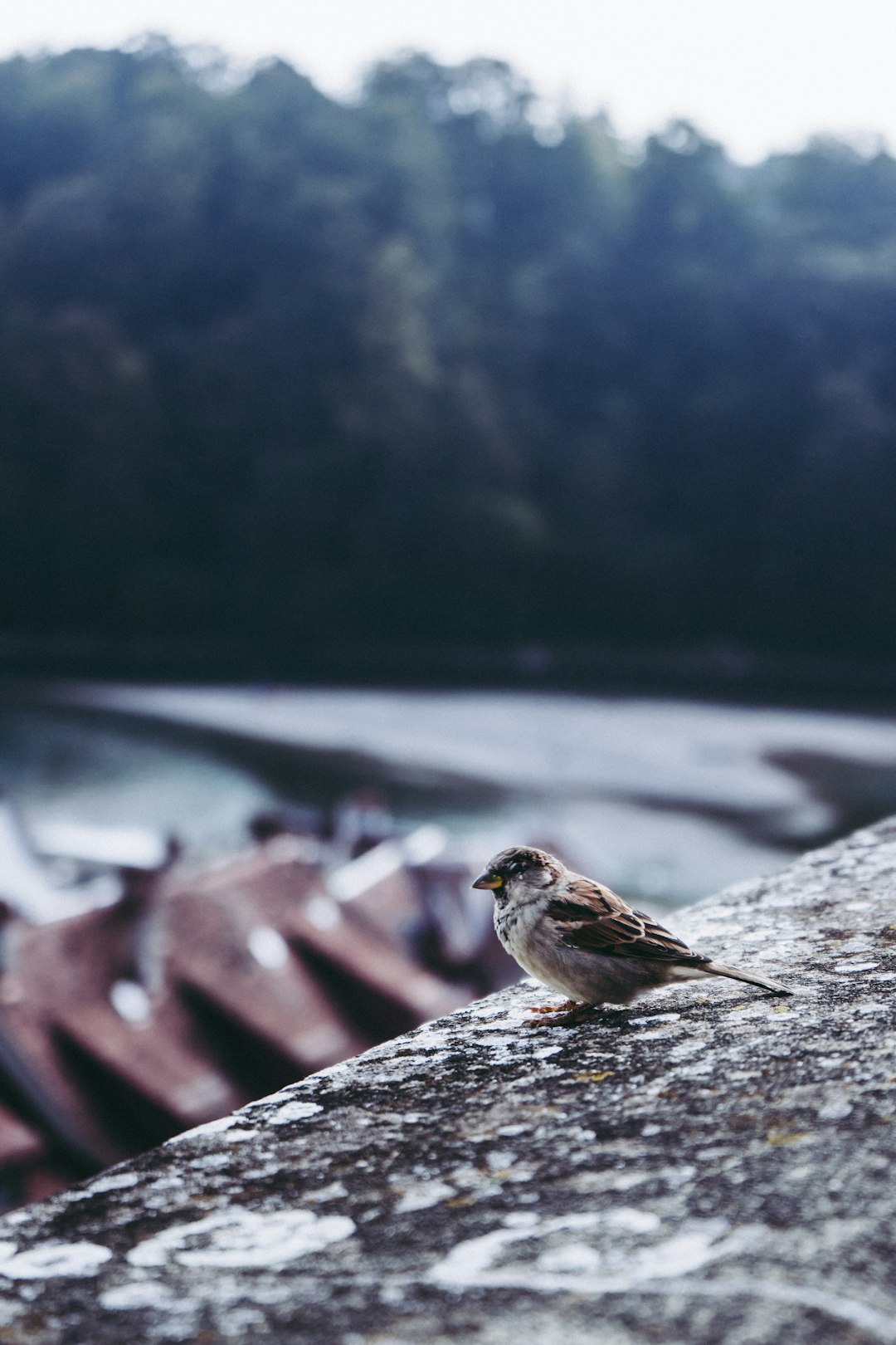 brown and white bird on gray concrete surface during daytime