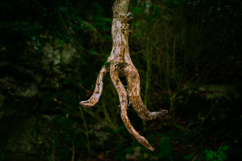 接写の茶色の木の枝
