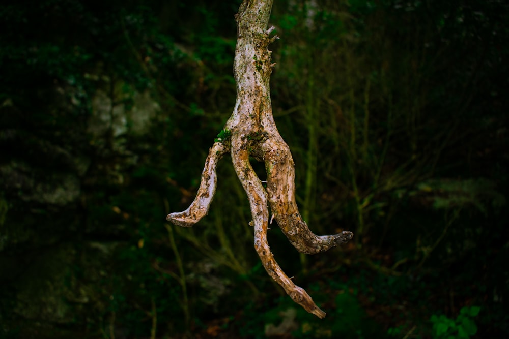 branche d’arbre brun en gros plan