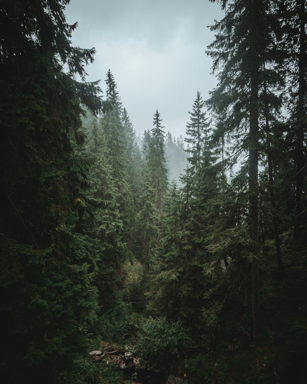 green trees under white clouds during daytime