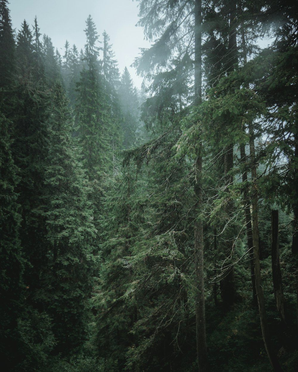 Grüne Bäume auf Wald während des Tages