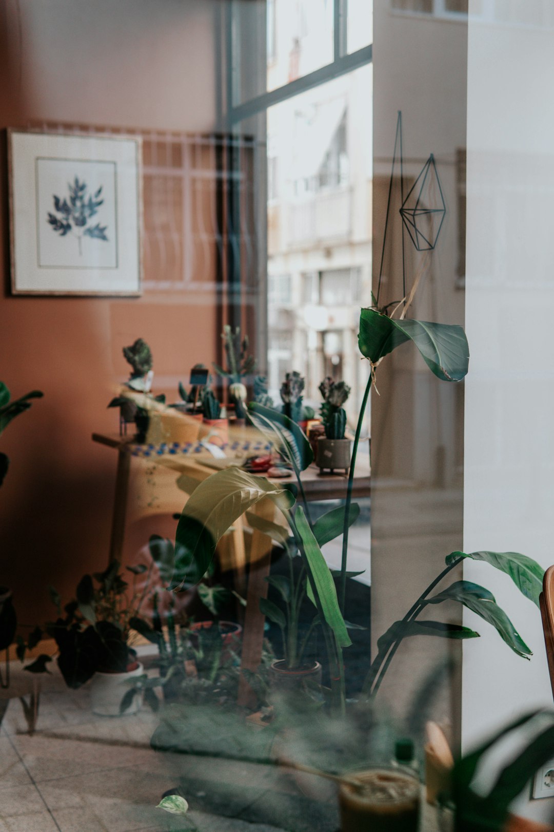 green indoor plant in room