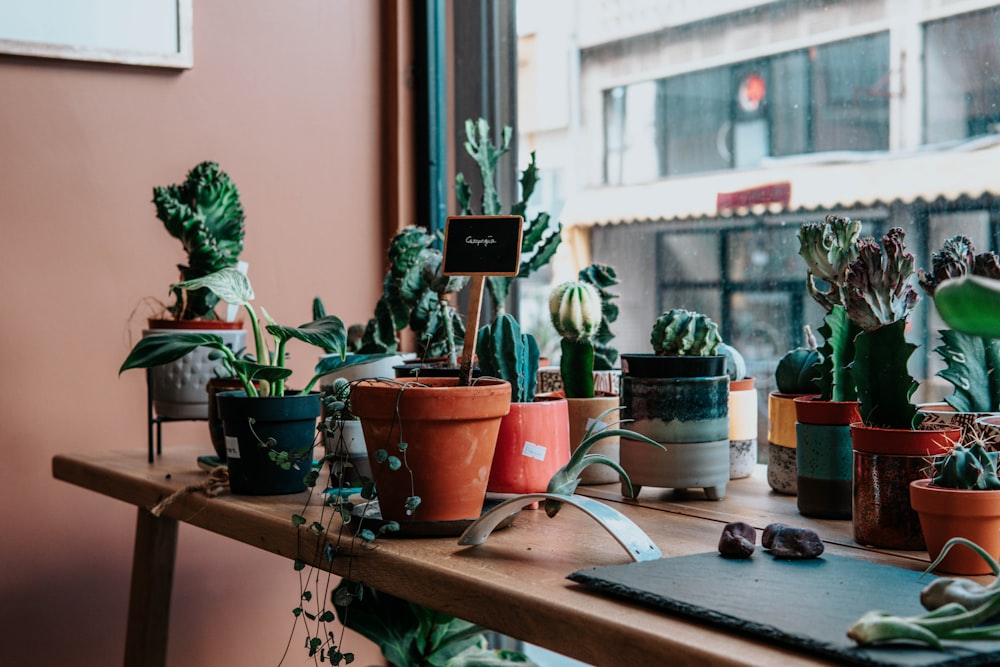 green potted plant on brown wooden table