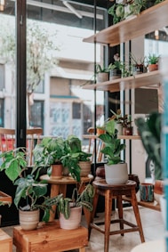 green potted plants on brown wooden seat