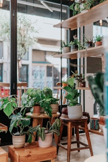 green potted plants on brown wooden seat