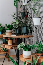 A vibrant display of various indoor plants arranged on a wooden shelf.